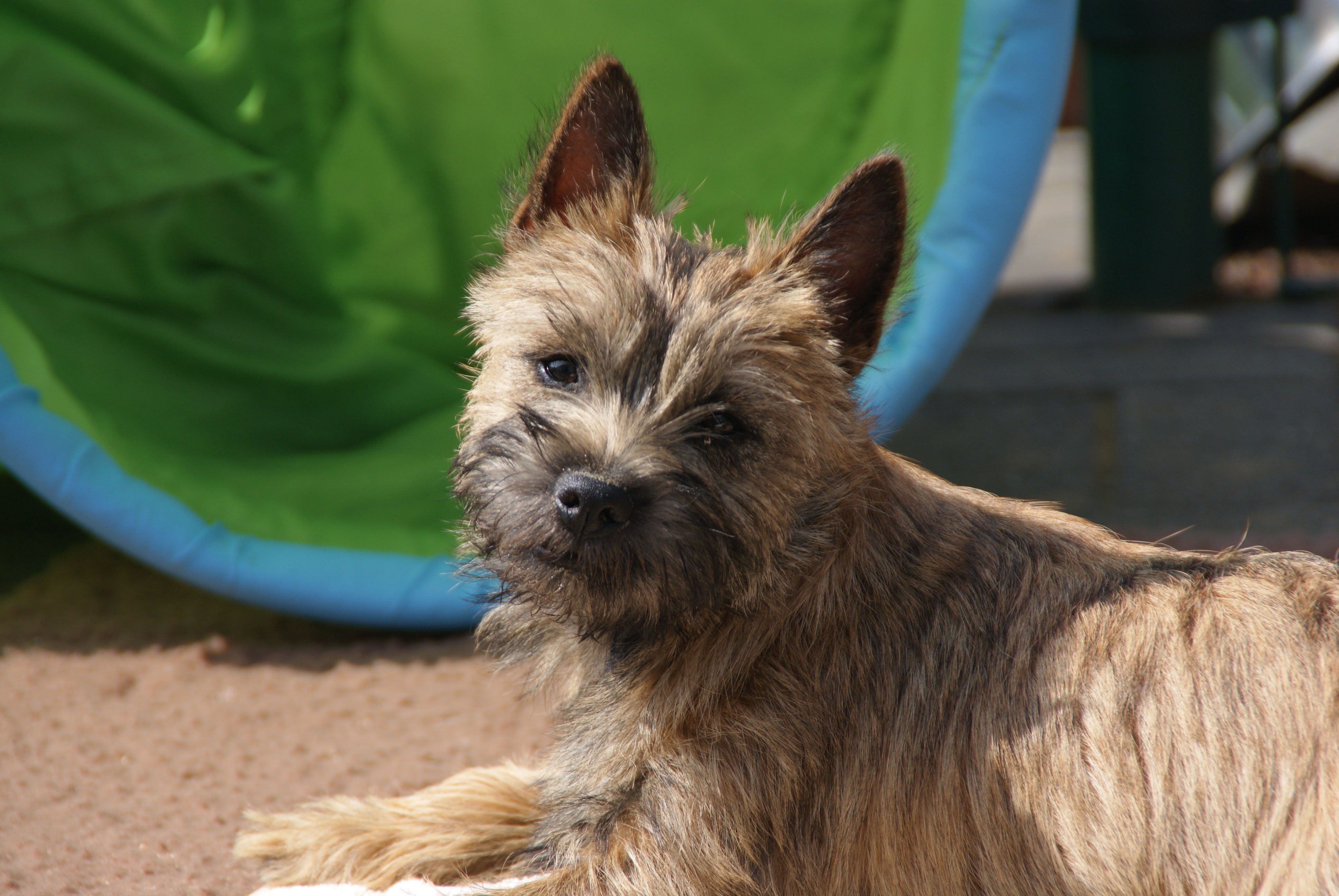 Willkommen bei Home of beautiful Cairnies